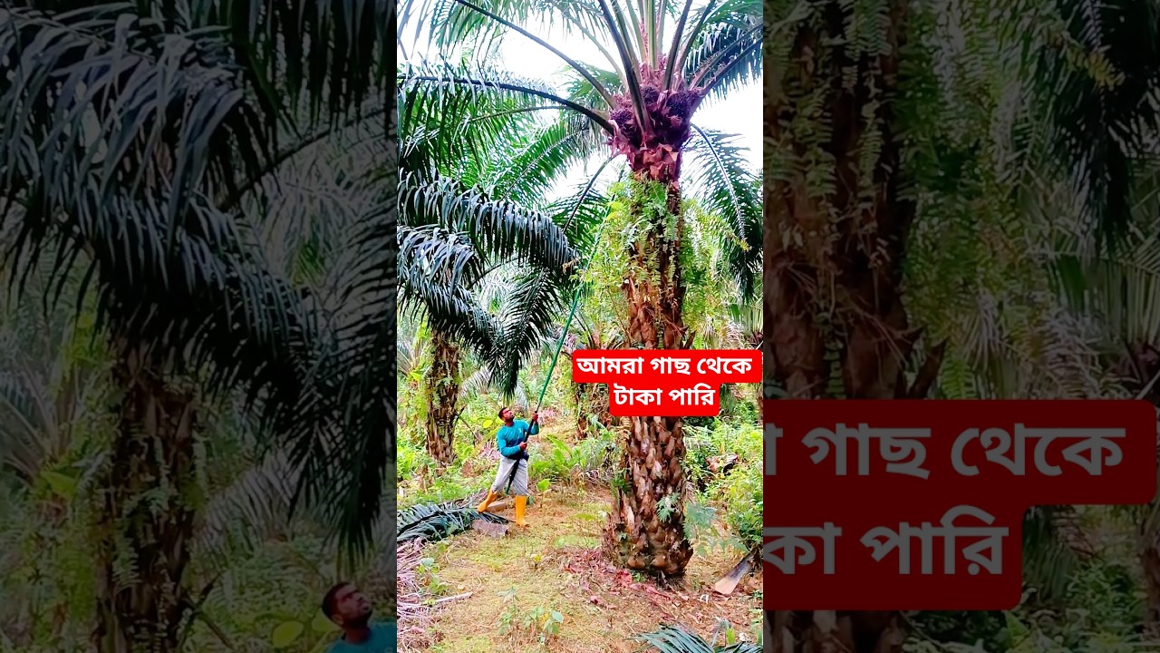 বিদেশে গাছে টাকা ধরে 