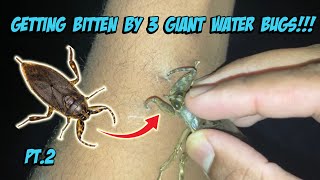 Getting Bitten By 3 Giant Water Bugs!!! Part 2