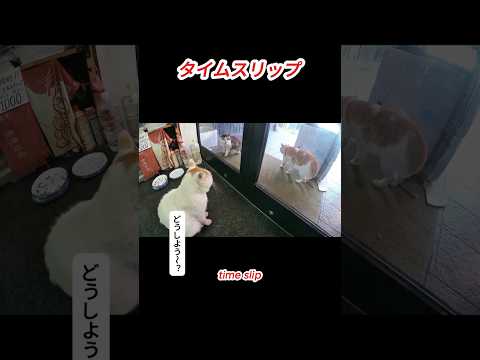 タイムスリップ0117#cat#猫大好き#猫の喧嘩#野良猫＃だじゃたまニャン