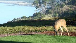 Deers by West Coast Gal 81 views 6 years ago 41 seconds