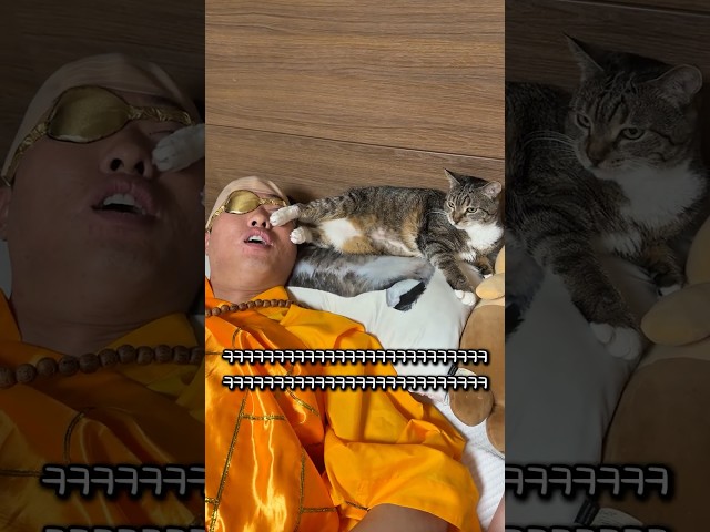 마구니가 낀 고양이