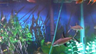 SANY0115.MP4
