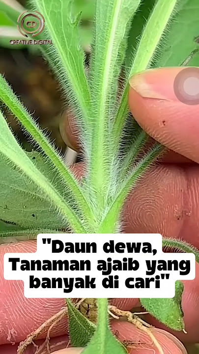 RAHASIA DAUN DEWA🌿 #obattradisional #tanamanherbal #khasiatalami #daundewa #shortvideo