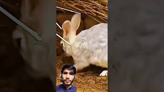👳🫀Related stories The rabbit saved the lives of his children from hunting dogs short video #shorts