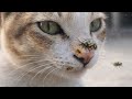 Hasan Pets Gallery is live!