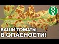 КЛАДОСПОРИОЗ НА ТОМАТАХ?! Сделайте ТАК и вы победите коварное заболевание!