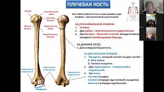 3  Скелет верхней конечности