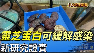 新研究證實 靈芝蛋白可緩解感染 |【用心顧健康】| 2022061102 @gtvnews27