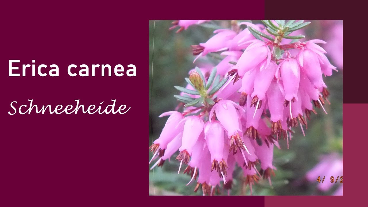 Erica carnea