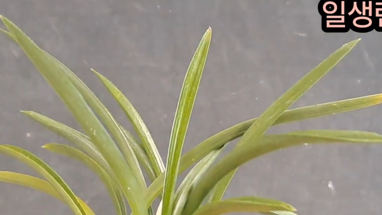 759. Enjoy this incredible short-leaf orchid. - YouTube