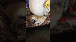 Misty Gerbil Breakout