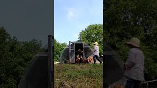 Breakfast Time Of My Chickens. Steve And Rose Adventures