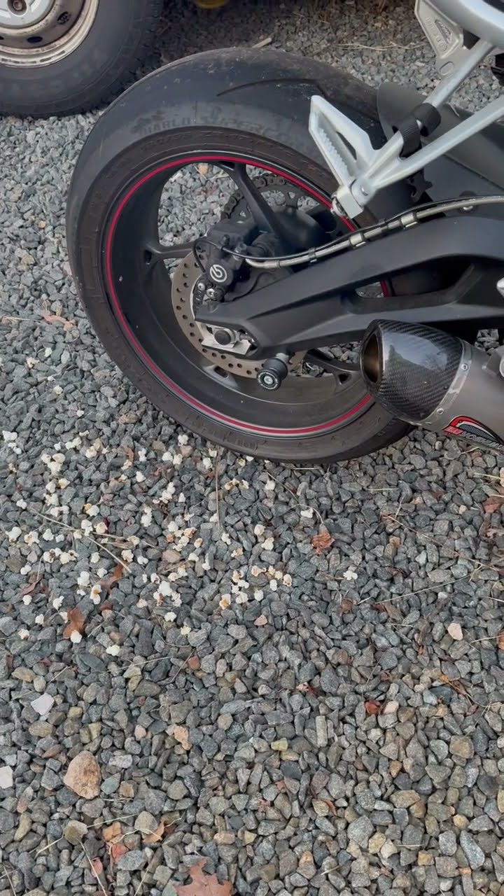 Motorcycle Pops Corn Kernels Hidden By Animals || ViralHog