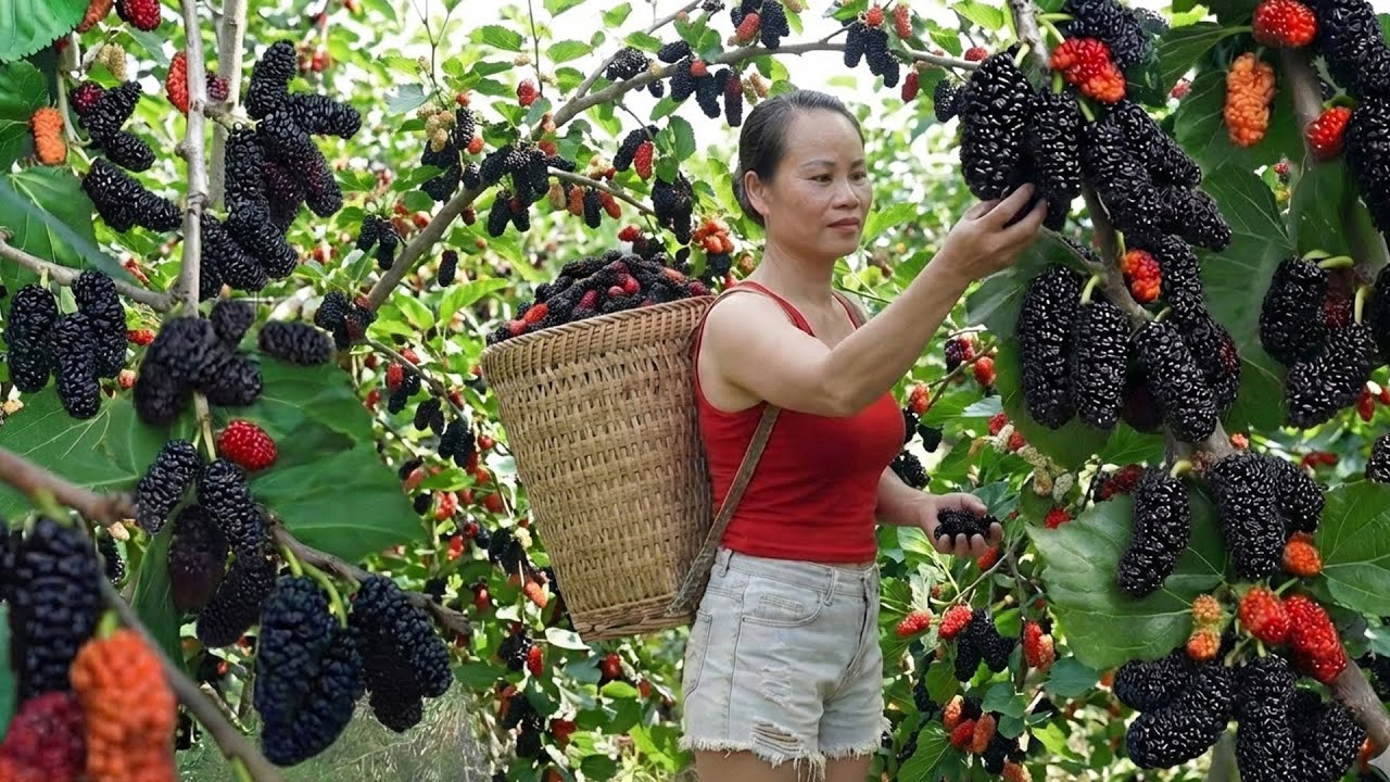 TIMELAPSE -- 360 Days Harvesting Mulberries Go to Market Sell Before Storm Season Arrives