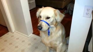 petsafe dog bark collar