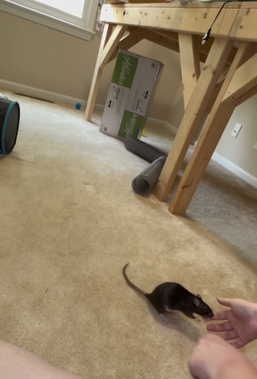 Owner Teaching Pet Rat How To Play Fetch