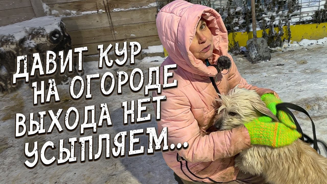 Спасение животных / Усыпляют пса потому что давит кур на огороде ...