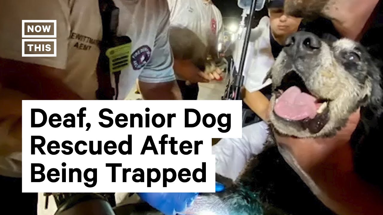 Firefighters Rescue Deaf, Senior Dog From Storm Drain - YouTube