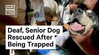 Firefighters Rescue Deaf, Senior Dog From Storm Drain