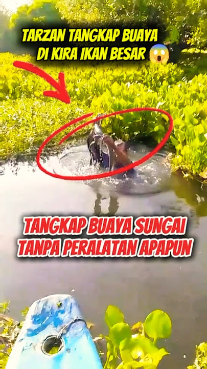 Berani Sekali Tangkap Buaya 🐊 😱 #mancing #buaya #crocodile #fishing #videoviral #viral #ikan #video
