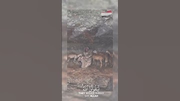 قران كريم - ولئن سألتهم من نزل من السماء ماء فأحيا به الارض #حالات_واتس