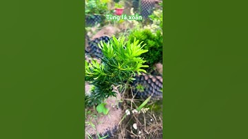 Tùng lá xoắn #ngocnganbentre #hoakiengcaimon #shortvideo #gardening #0386569374 #shots