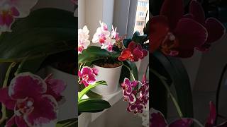 Орхидеи похитили мое сердце❤ Orchids stole my heart Orchids stole my heart