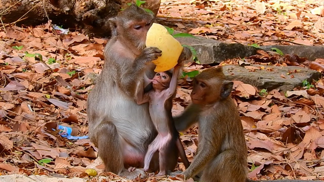 So Beautiful Mother Monkey Teaches Baby How To Find Food | Cute Baby Monkey's Sweetest Moment