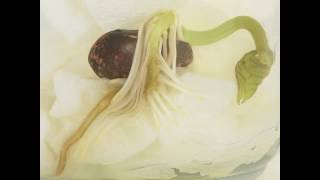 Plant Life Cycle of a Bean Seed
