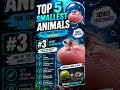 Top 5 Smallest Animals in the World 🤏🐾 (#1 Is Tiny Beyond Belief!)