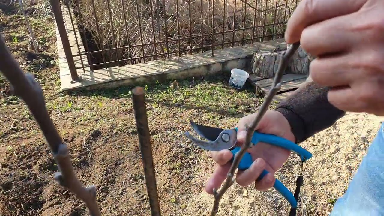 Резитба на 16 броя Едногодишни дръвчета.