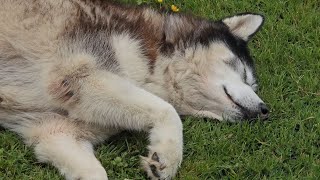 Retired Husky Gets Called In For The Night