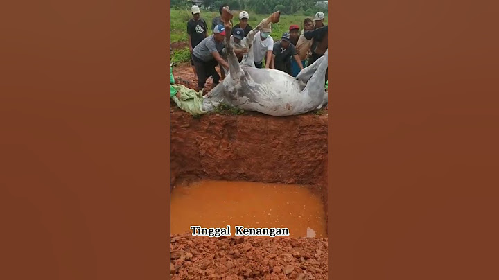 kuda mati,,,tinggal kenangan # #short #shortvideo