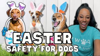 EASTER  Safety + Activities For Dogs