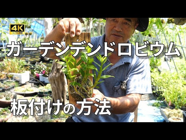 デンドロビウム】板付けの方法 (宮崎県) - YouTube