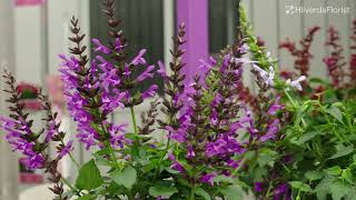 Salvia Salgoon® by HilverdaFlorist Salvia Salgoon® by HilverdaFlorist