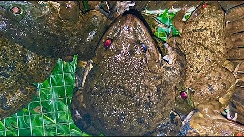 Bí Quyết Làm Mồi Bẫy Ếch Khổng Lồ Ở Những Đầm Bỏ Hoang / frog trap in deserted pond