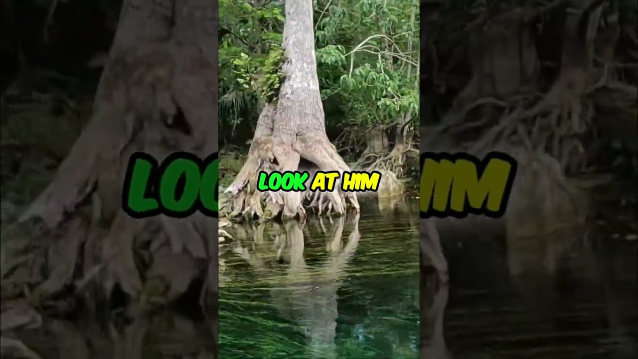 River Wildlife: Turtles and Water Moccasins #shorts