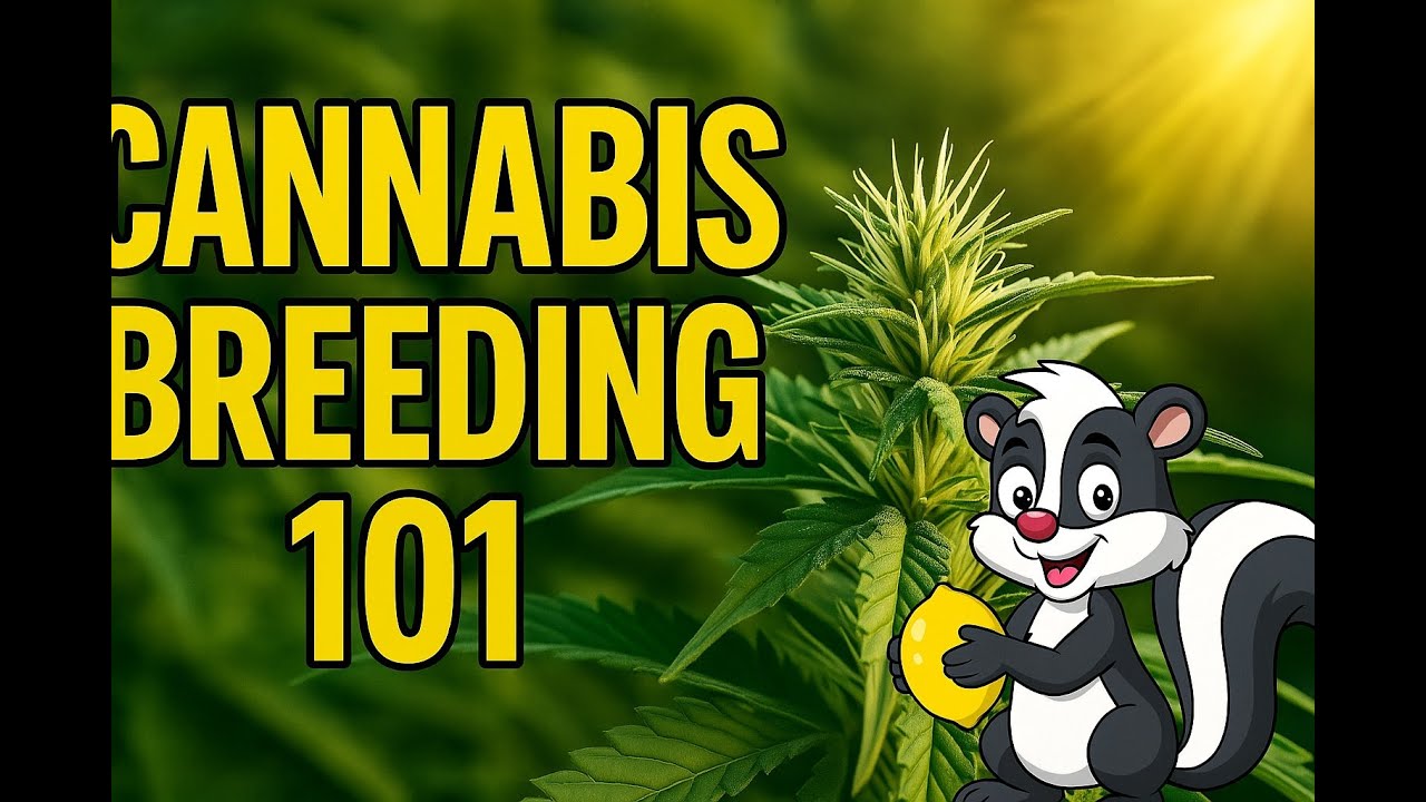 Unlock the Secrets of Legendary Cannabis Breeding!