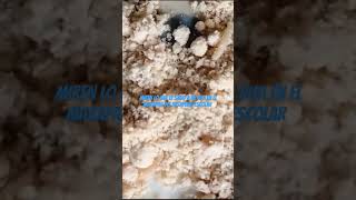 Gusanos Y Gorgojo En El Mazapán Escolar ..Esto Le Salió En El Mazapán Escolar A Mi Hija