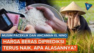 Rice Prices Predicted to Keep Rising Until Early 2027, What’s the Cause?