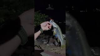 CAPTURA INESPERADA NA MADRUGADA!!  #fishing  #pesca #fish #shorts