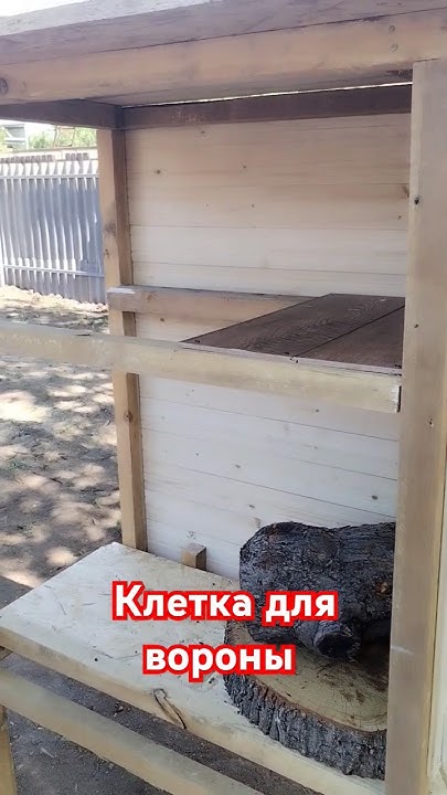 клетка для вороны #ворона #reels #россия #деревня #русь #слэб #дуб # ...