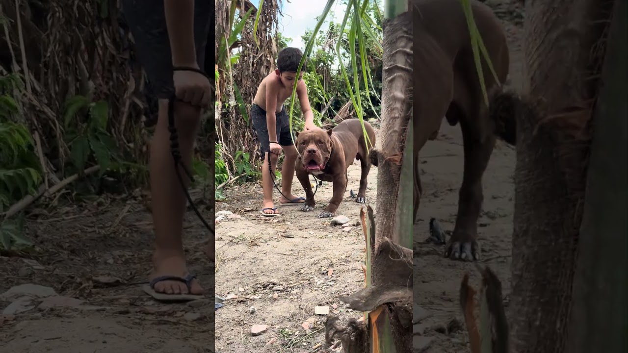 Pitbull American🔥 