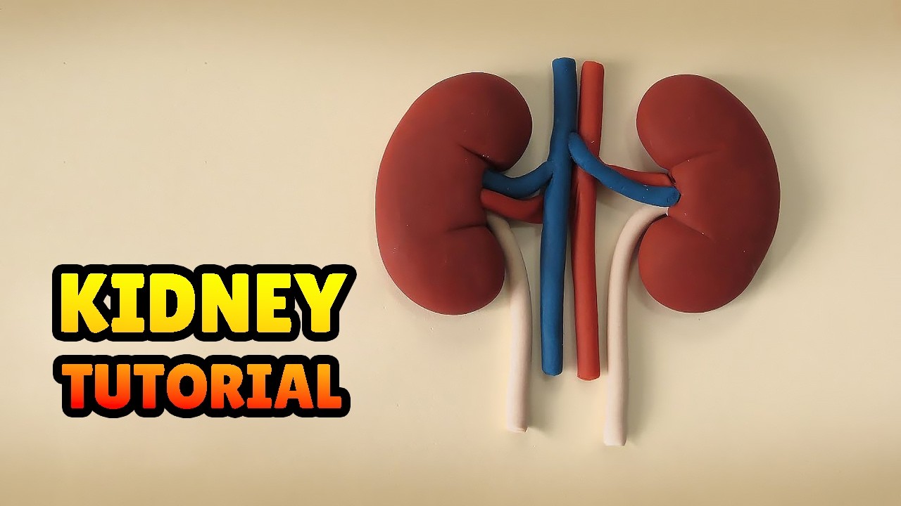 🔴 Как сделать человеческую почку своими руками — пошаговый мастер-класс по работе с полимерной гл...