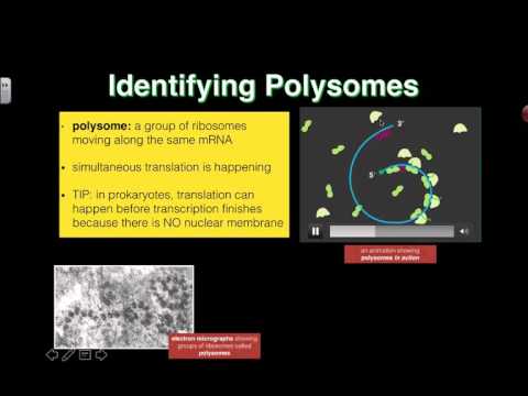 Polysomes (2016) IB Biology