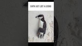 THE PENGUIN #ViralPenguin #PenguinViralVideo #WhereIsViralPenguin #PenguinDocumentary #PenguinMeme