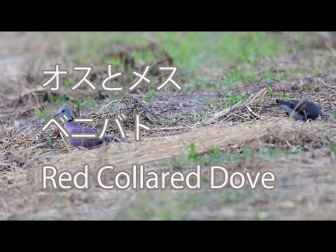 【オスとメス】ベニバト Red Collared Dove