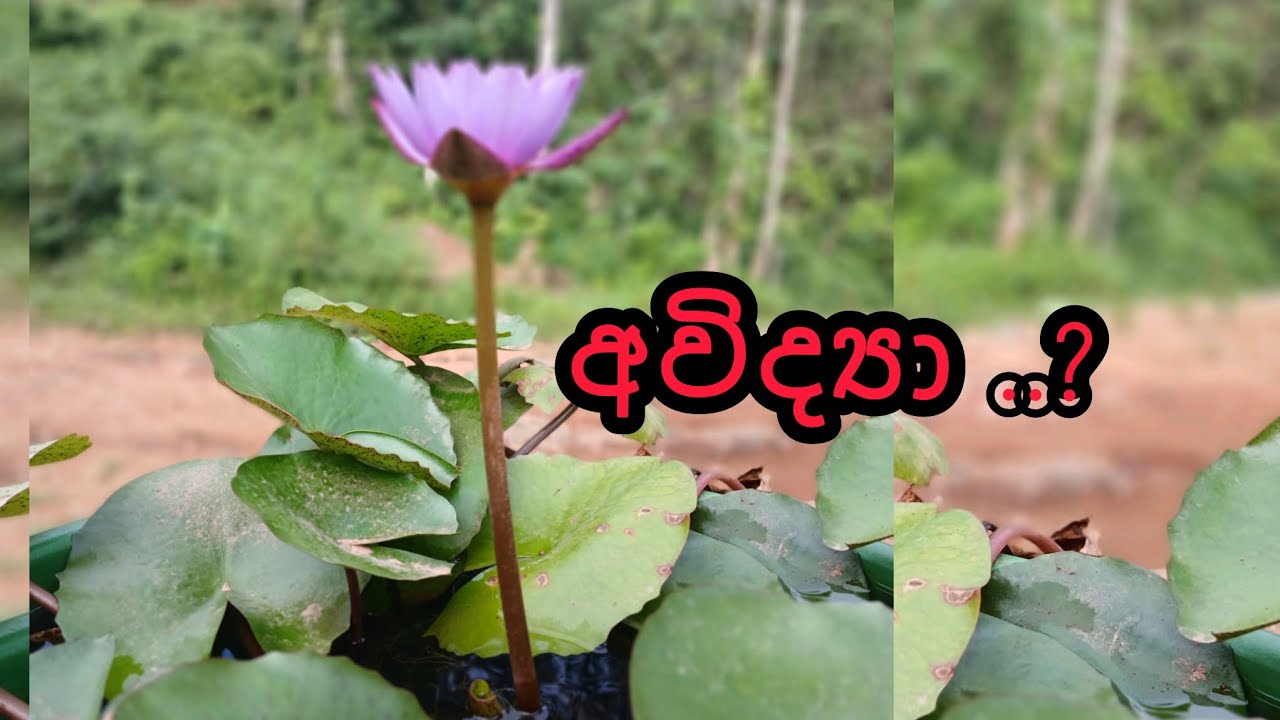 අවිද්‍යාව පැහැදිලි කරගනිමු.