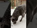 #oregon #shortvideo #peace #dog #cat #snow #calm